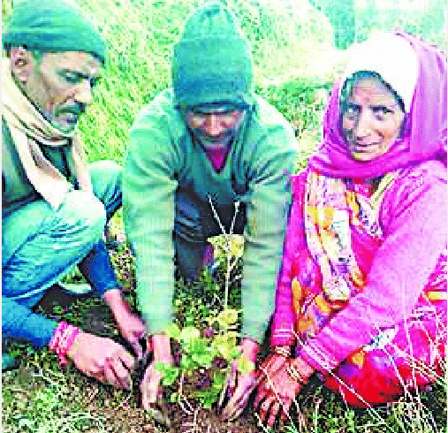dinesh lohani will plant three thousand trees in wasteland