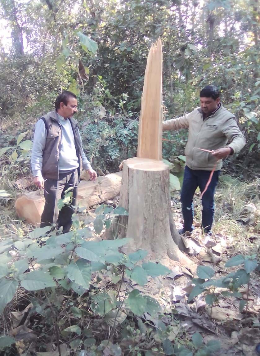 वन विभाग ने सीज किया लकड़ी