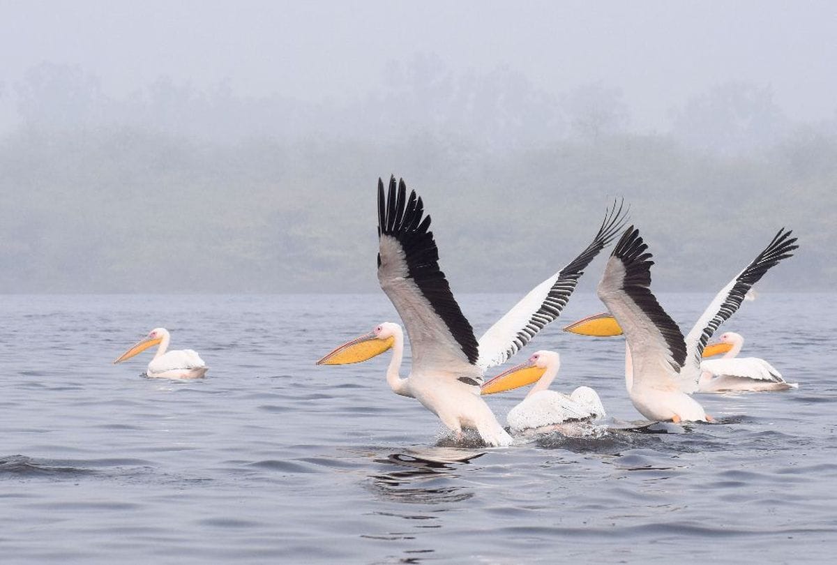 migratory birds in sur sarovar bird sanctuary kitham in agra