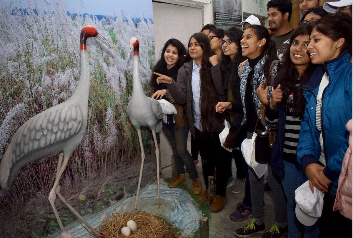 migratory birds in sur sarovar bird sanctuary kitham in agra