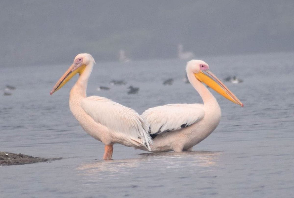 migratory birds in sur sarovar bird sanctuary kitham in agra