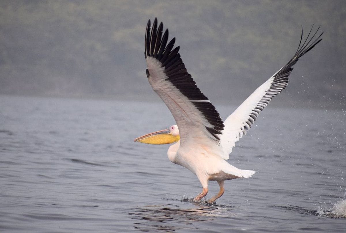Headed Geese flamingos reached Gharana Wentland, migratory birds flock in Gharana wetland in Jammu