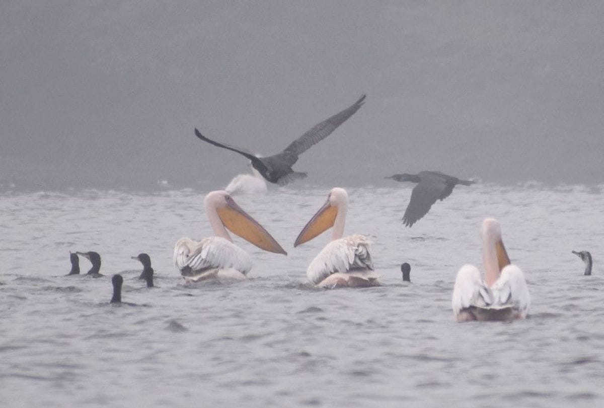 Headed Geese flamingos reached Gharana Wentland, migratory birds flock in Gharana wetland in Jammu