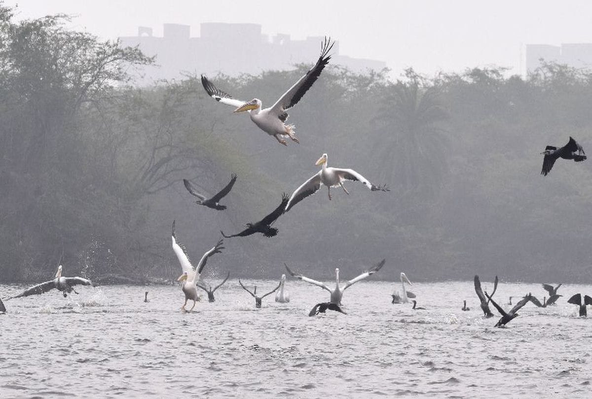 Migratory birds will soon arrive in Gharana Wetland jammu kashmir