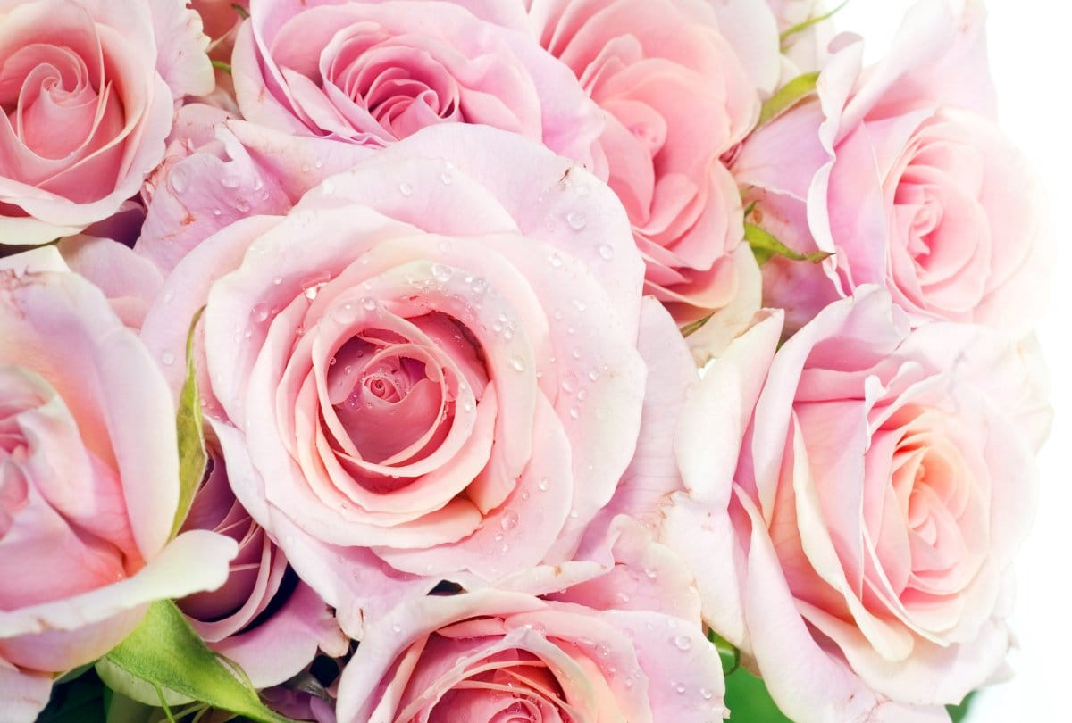 Valentine Day 2019: on rose day partners give these colours of rose