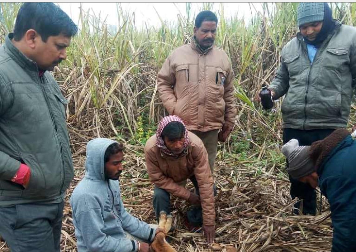 शहर सीमा में पहुंचा बाघ, एक बछड़े को मार डाला, दहशत