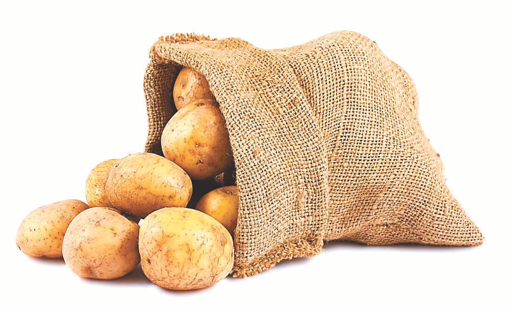 Potato seeds are available in champawat