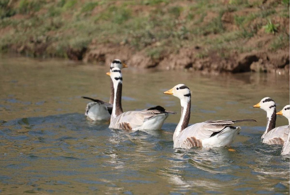 Foreign tourists likes chambal area in agra