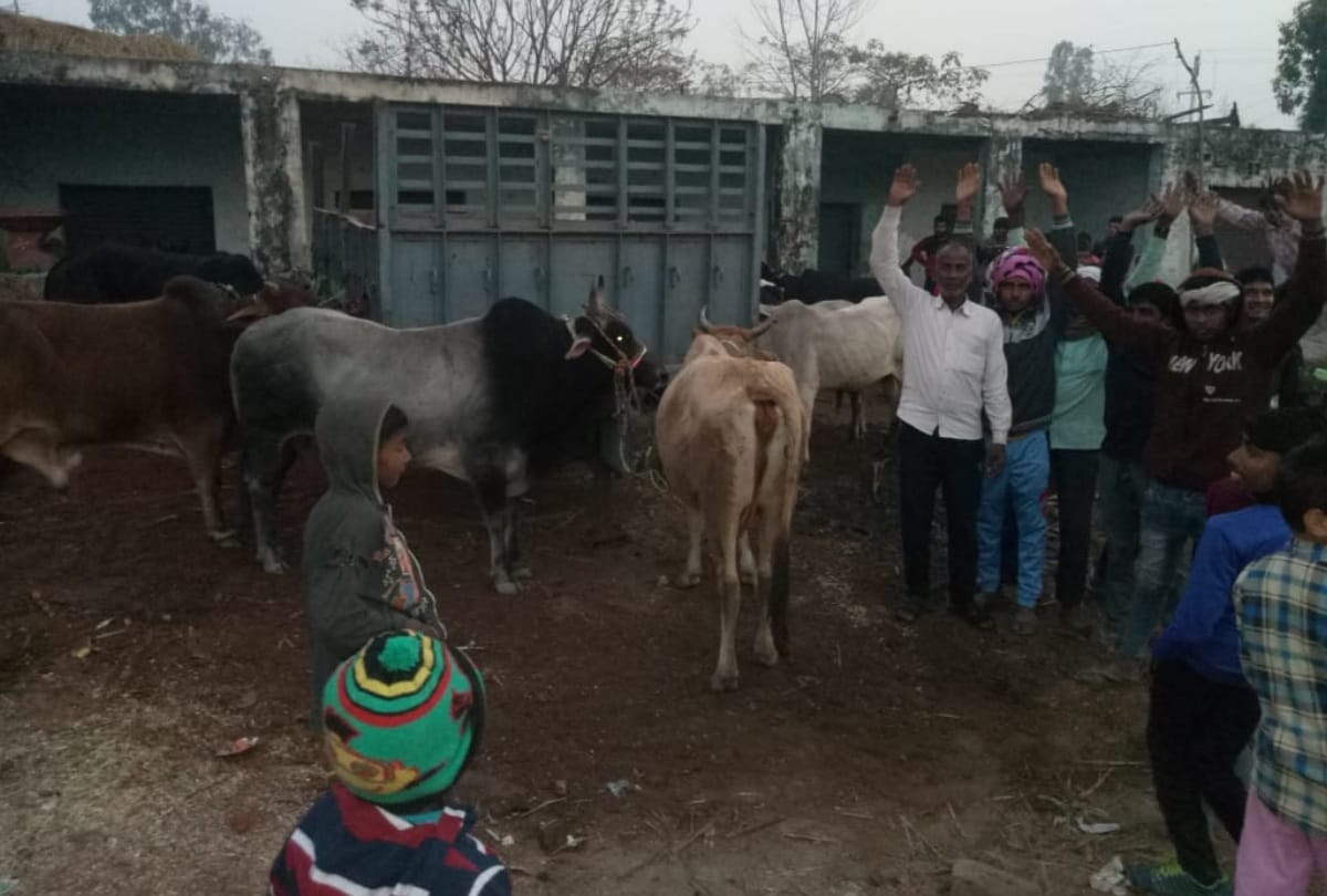 bulandshahr furor for not taking domestic cows in temporary goshala