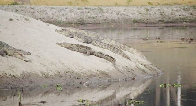 Crocodile coming out of the sun in the rhythm