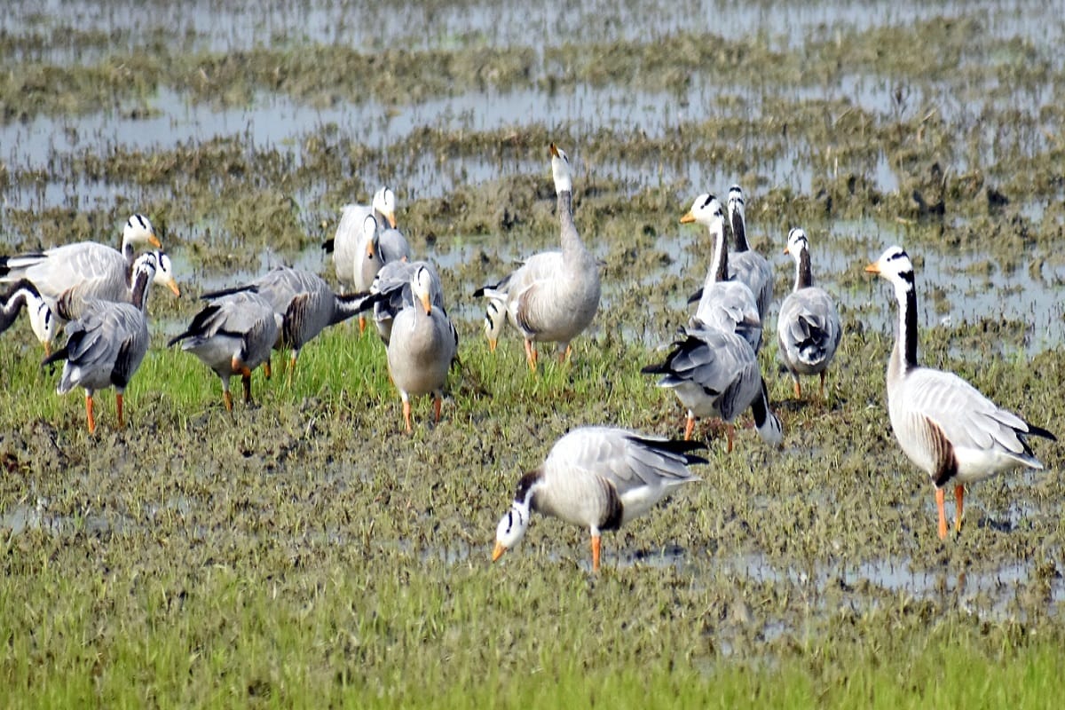 Meerut: foreign birds in hastinapur sanctuary in West UP and see photos