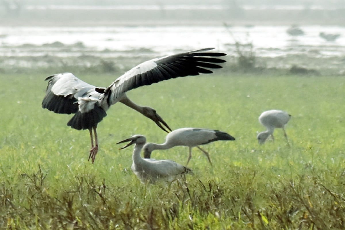 Scientists discovered the language of birds, they do things like humans, gives messages