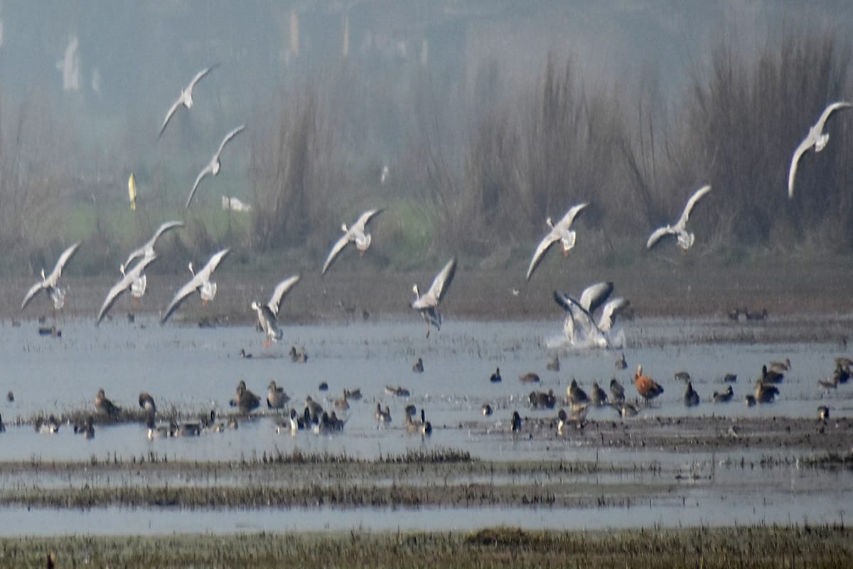 know sacred mystery of these 10 Divine birds