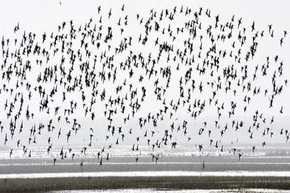 Meerut: foreign birds in hastinapur sanctuary in West UP and see photos