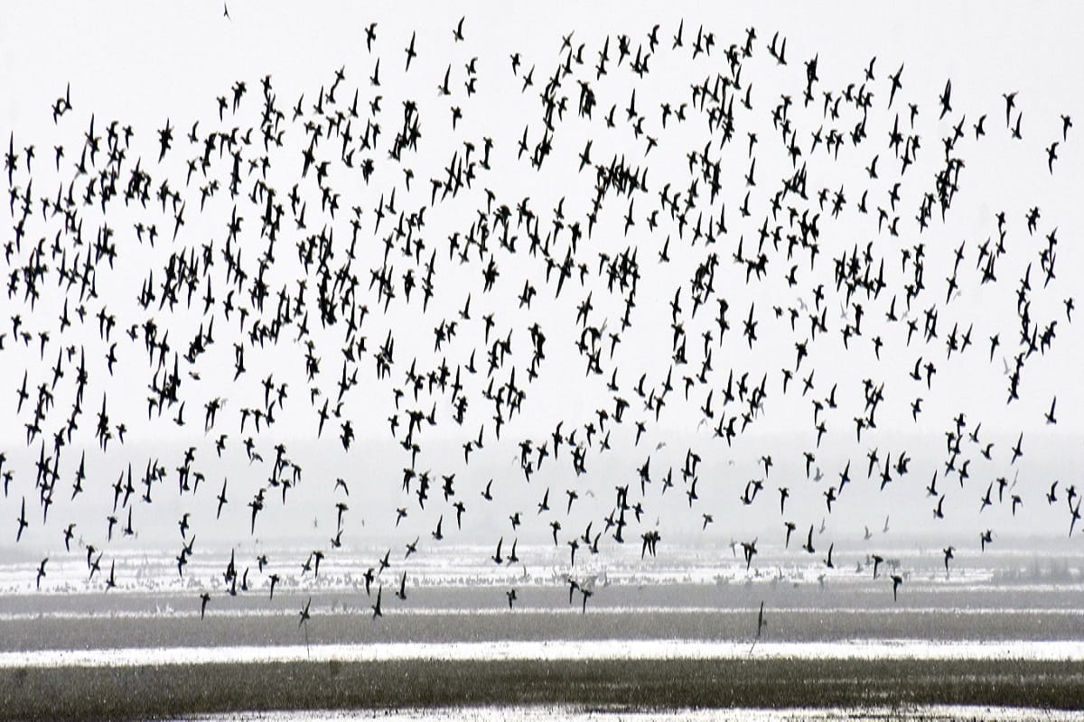 World Migratory Bird Day 2019: The way they come, same way they return