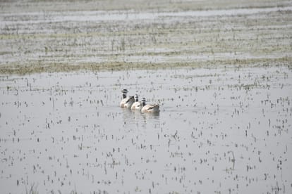 Meerut: foreign birds in hastinapur sanctuary in West UP and see photos