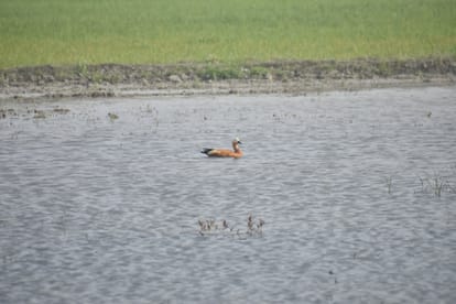 Meerut: foreign birds in hastinapur sanctuary in West UP and see photos