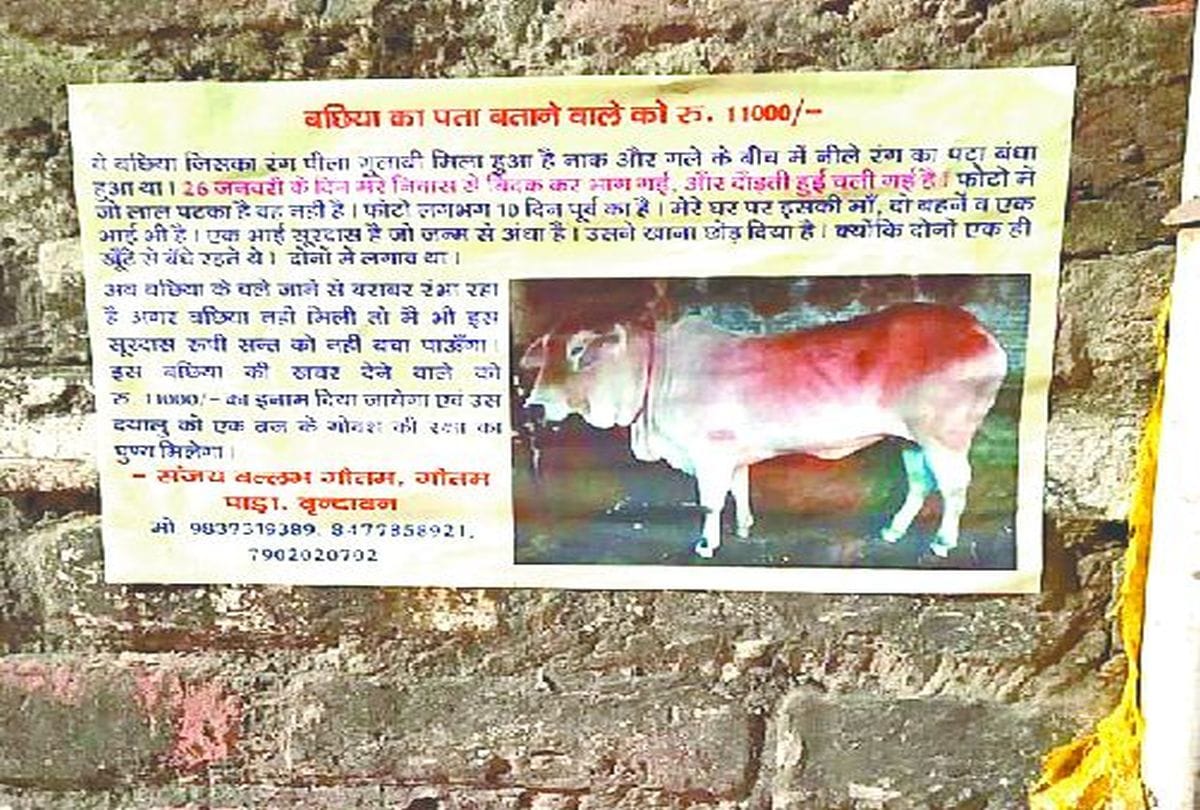missing cow poster pasted by owner in vrindavan