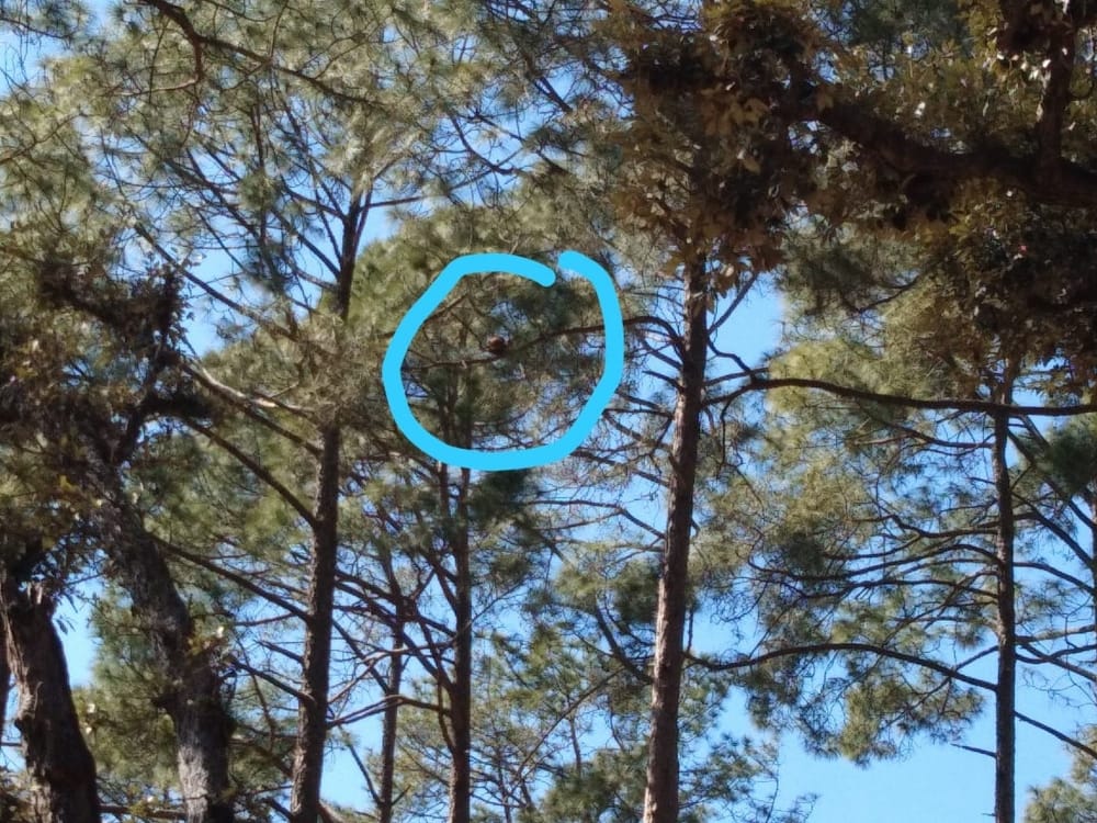 leopard cat sitting on tree at almora
