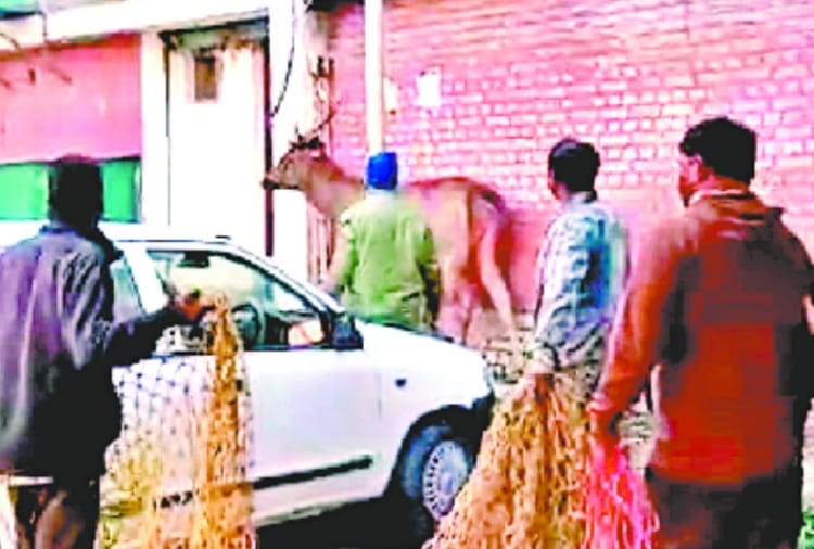 sambhar Death in Chandigarh after see in sector 22