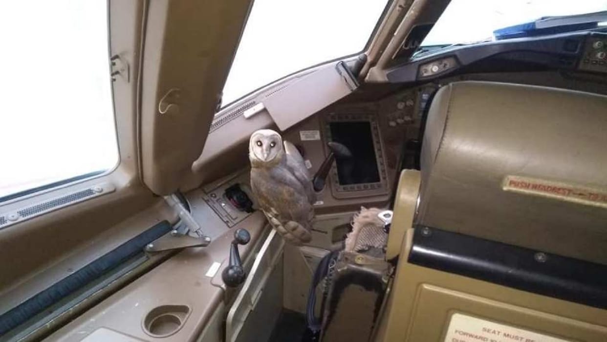 Barn Owl found in cockpit of Jet Airways plane in chhatrapati shivaji maharaj international airport