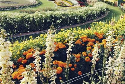 mughal-garden-opening-on-6-february-this-year