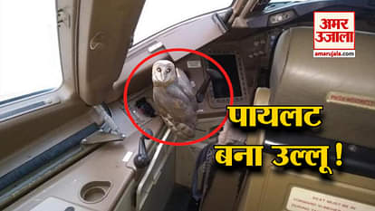 Top 5 news including Owl found in cockpit of Jet Airways Plane