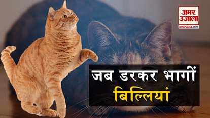 scared cats viral videos