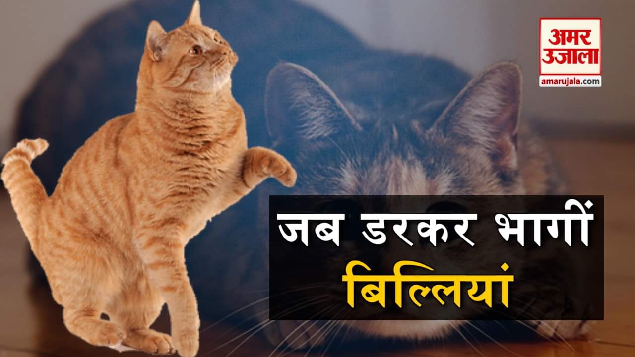 डिजाइन पिक्चर