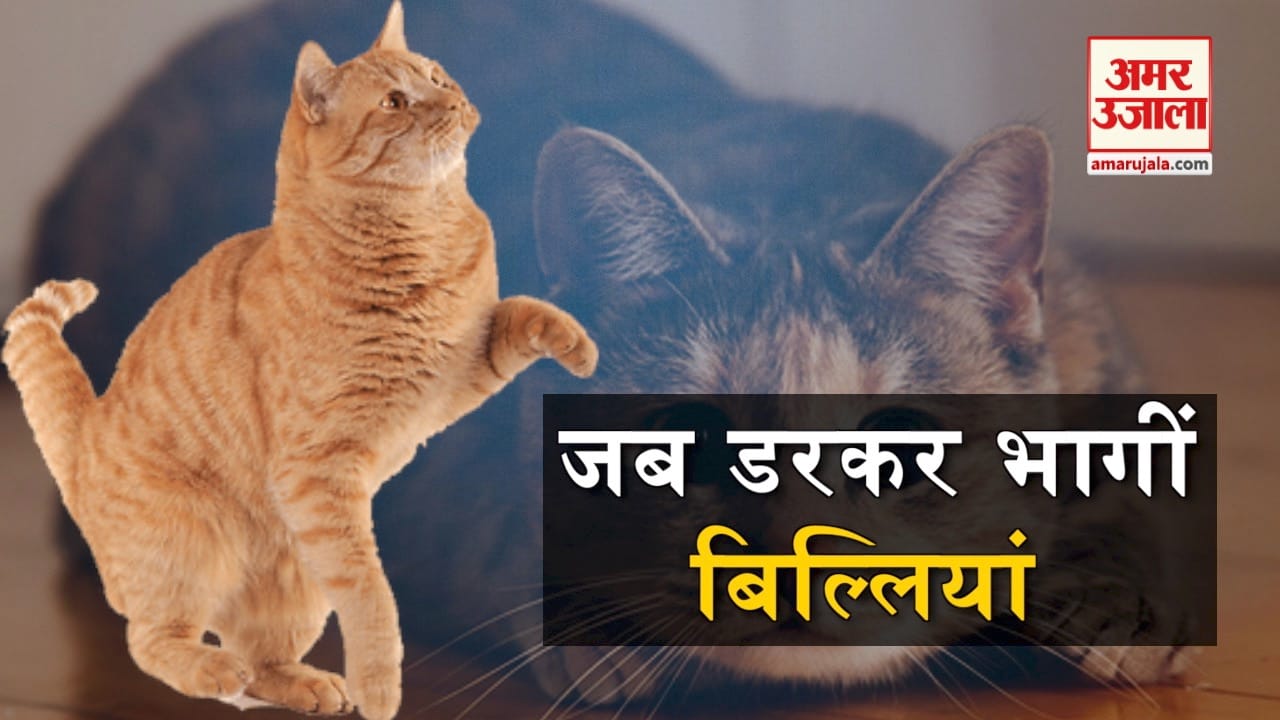 डिजाइन पिक्चर