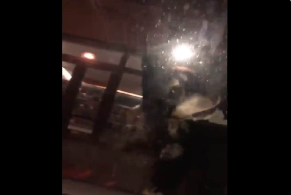 Dale Steyn post video on social media to help protect dogs