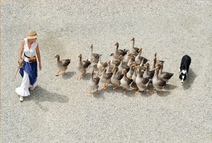 Foie gras ban proposed for New York City restaurants