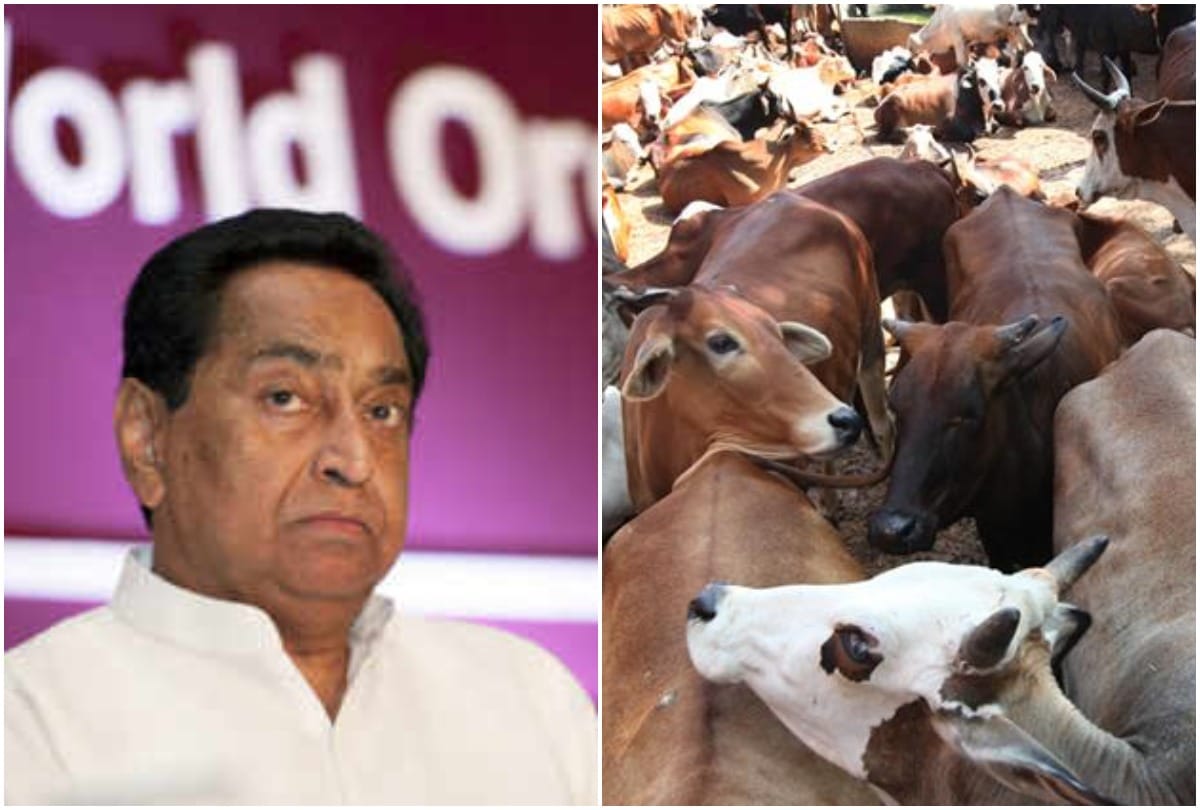 Kamal nath led congress government invokes nsa on three cow slaughter in mp