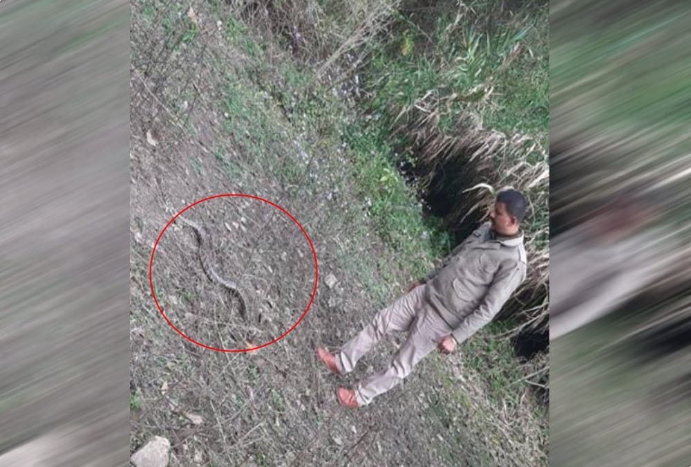 Big python caught from house in dehradun