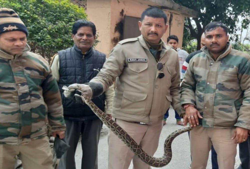 Big python caught from house in dehradun