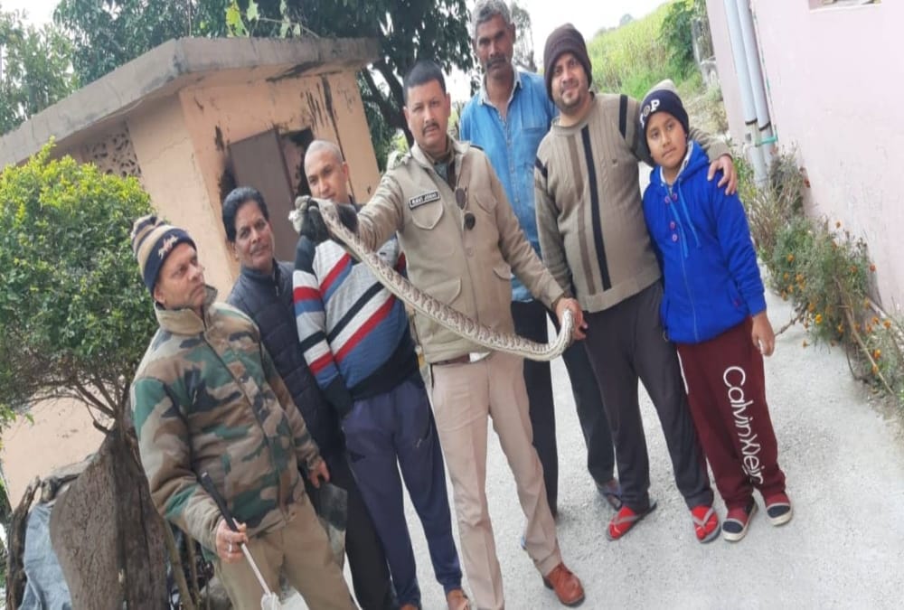 Big python caught from house in dehradun