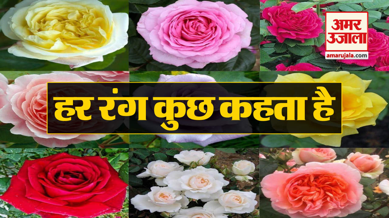 Rose Day 2019: गुलाब देकर प्यार इजहार करने से पहले जानें कौन सा रंग क्या कहता है