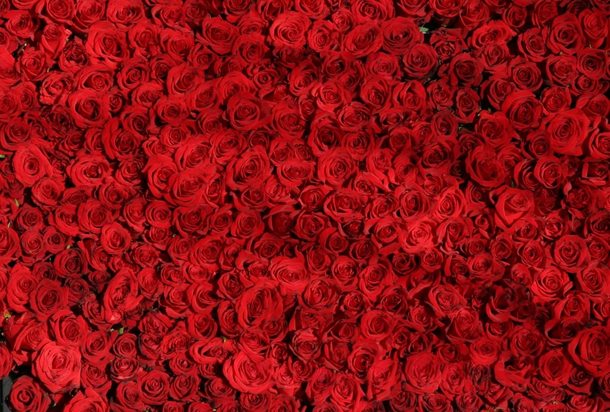 Valentine day 2019: Celebrates on these place