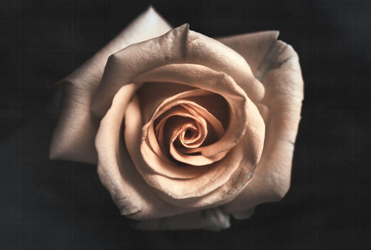 Happy rose day 2019 images, hd wallpapers, whatsapp shayari quotes