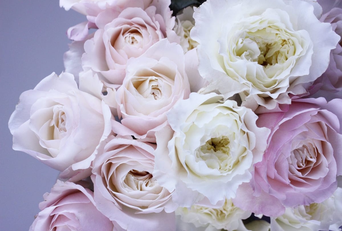 Happy rose day 2019 images, hd wallpapers, whatsapp shayari quotes