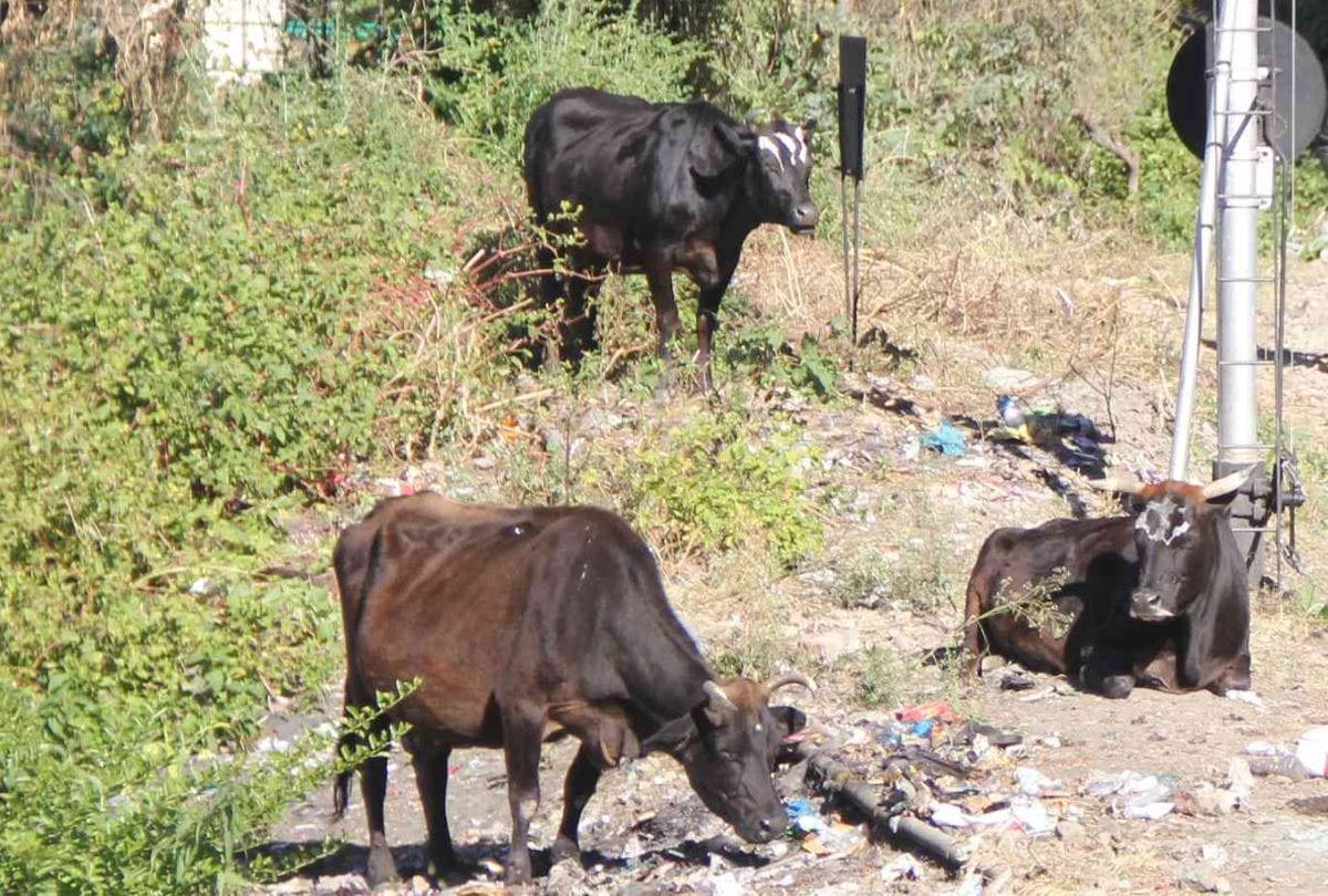 पशुधन बीमा योजना में पशुपालकों को मिलेगी सब्सिडी