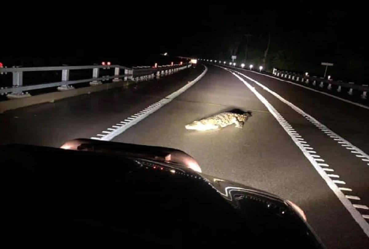 Crocodile found edge of road in Bareilly