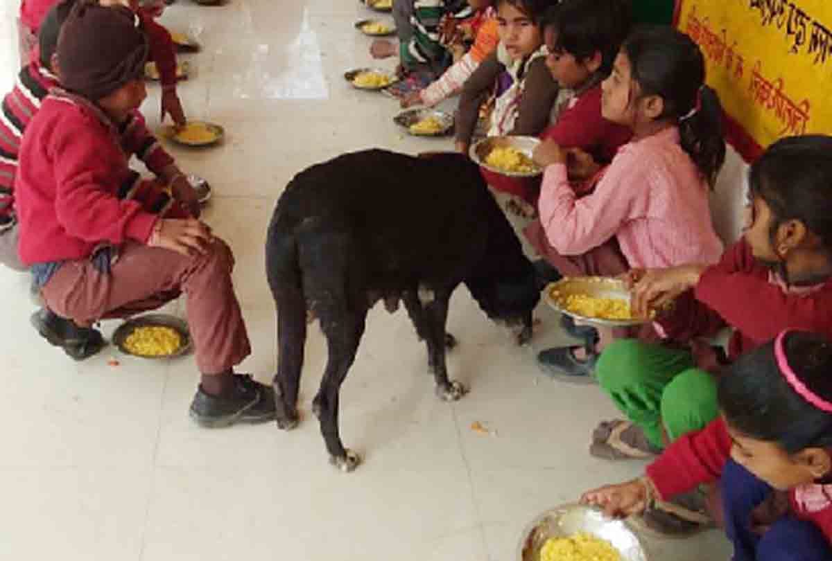when children having mid day meal with dog