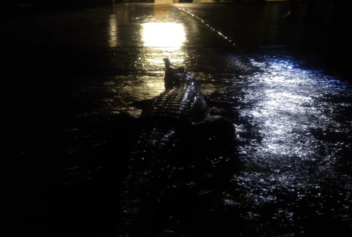 australia australia in the century devastating flood crocodiles walking on streets