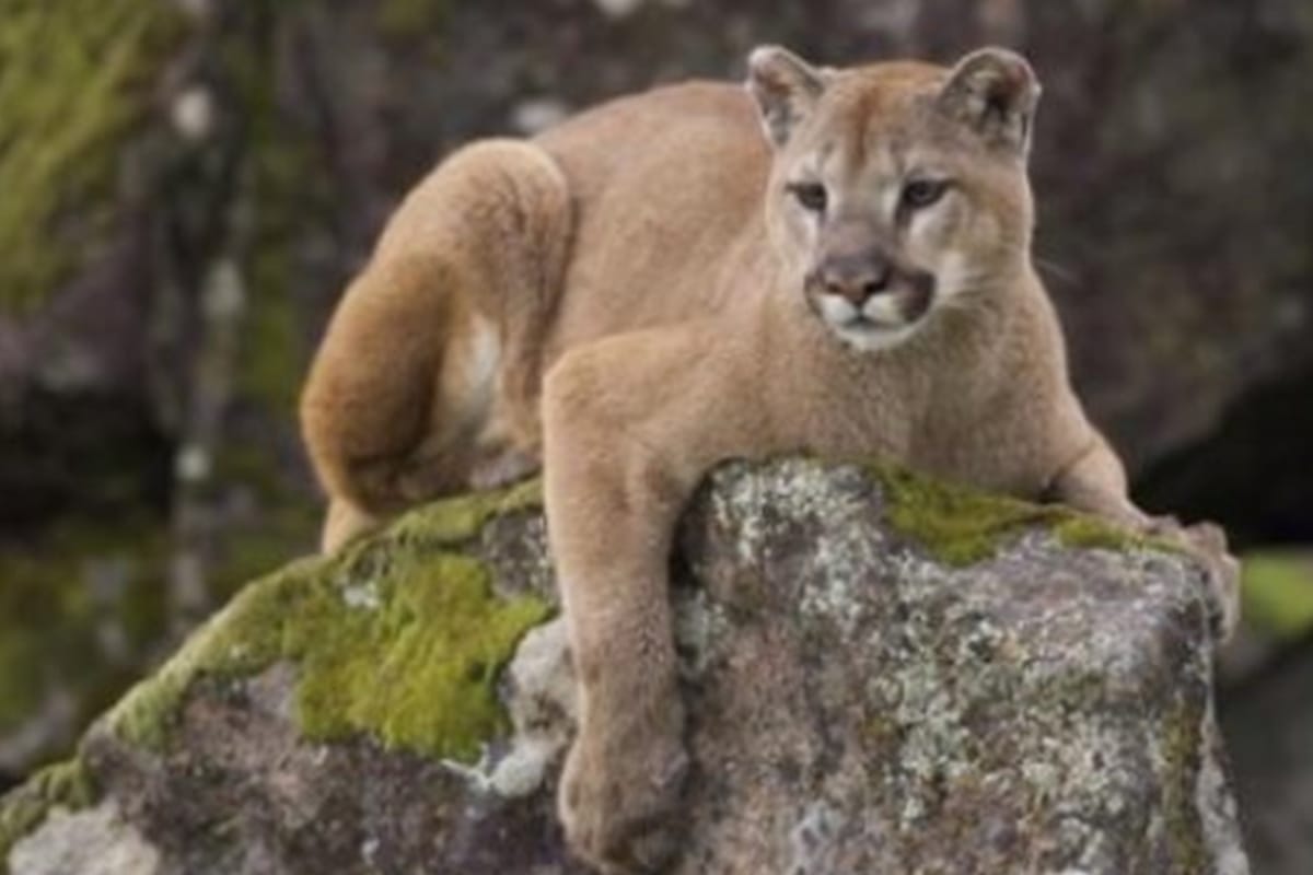 America California To save her dog, woman fight with mountain lion