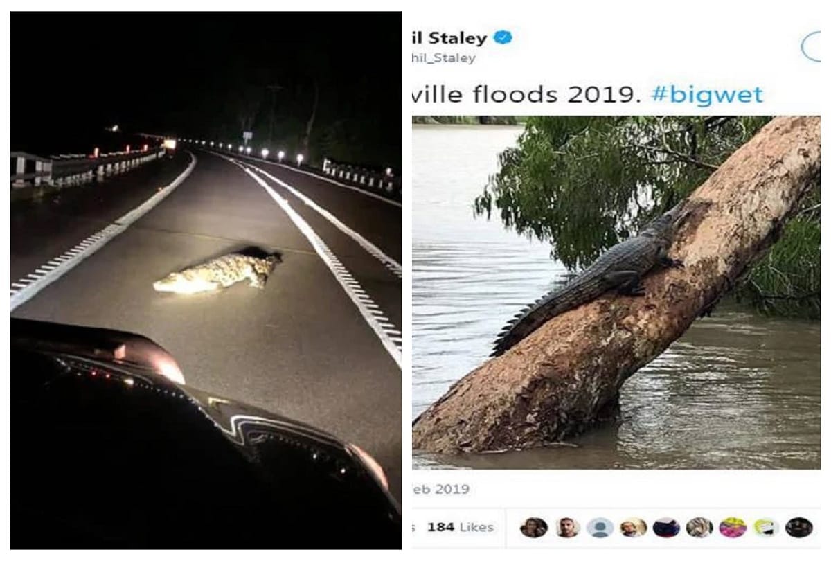 australia australia in the century devastating flood crocodiles walking on streets