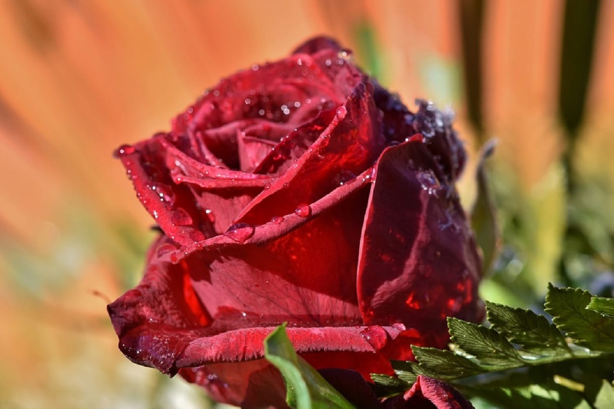 Happy Rose Day 2019 what is love importance 