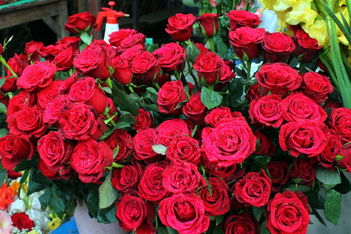 Rose day 2021: rose day wishes quotes posters whatsapp status
