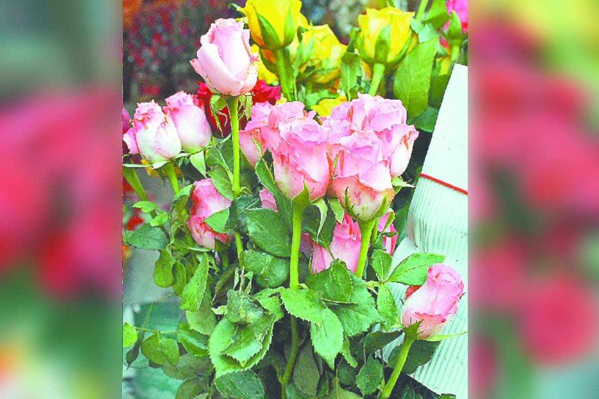 Valentine Week 2021 rose farming in agra