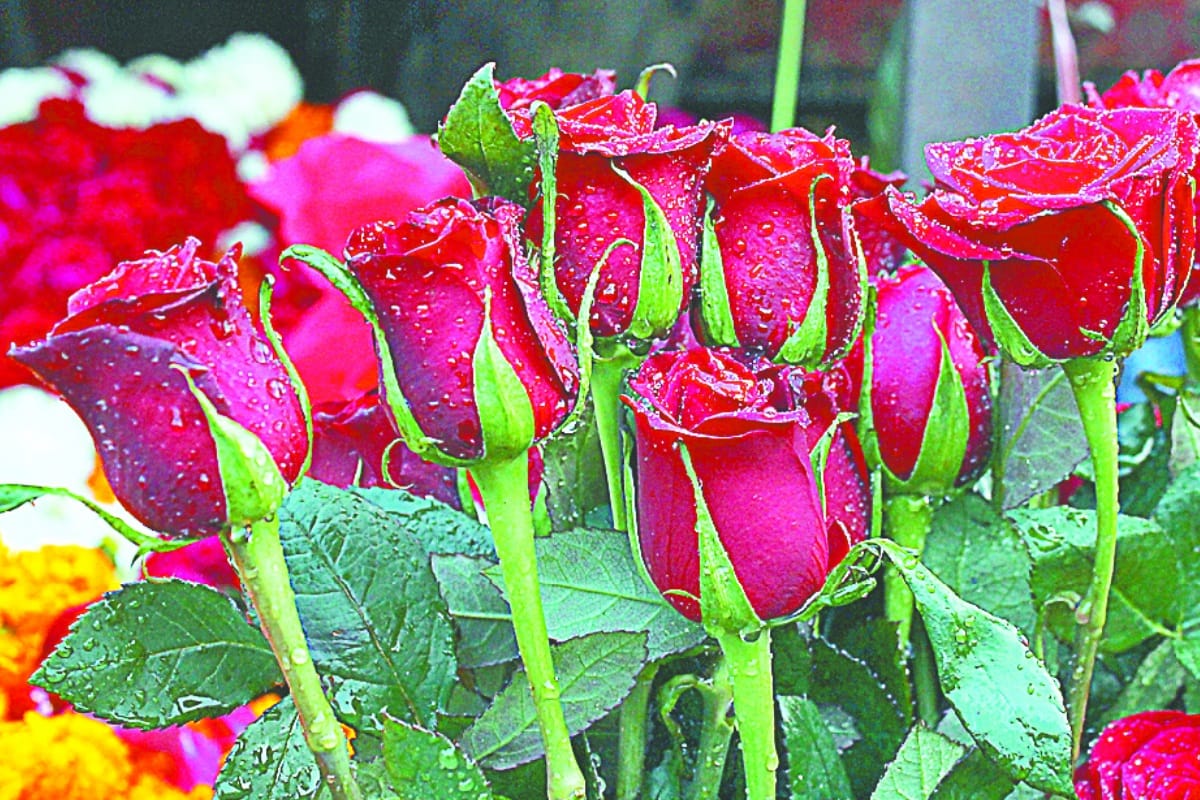 Valentine Week 2021 rose farming in agra